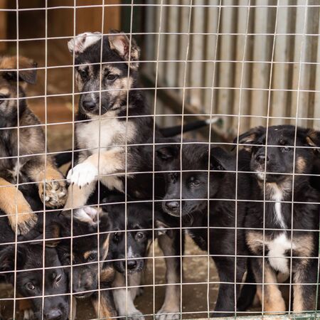 Puppies of large non-breeding dogs in a cage in a shelter.の写真素材