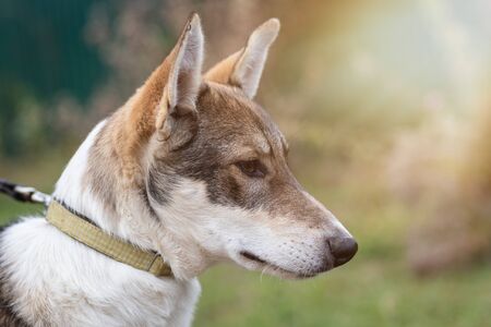 Portrait of a dog on a leash in the background of the forest.の写真素材