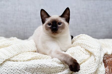 The cat is lying on the couch and funny stuck out the tip of his tongue.の写真素材