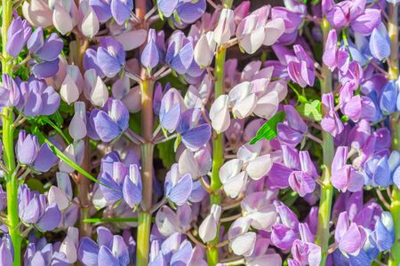 Natural natural background of flowers of white, purple and blue lupin. Close-up, natural daylight.