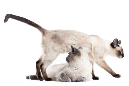 Two funny Cats of Thai breed on a white background. One cat is lying, the other is stepping over itの写真素材