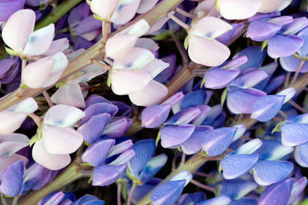 Natural natural background of flowers of white, purple and blue lupin.