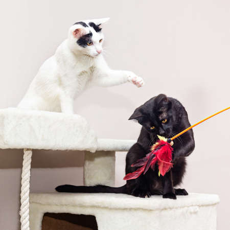 Two cats play on a special game complex for cats.