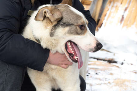 A mans arms are wrapped around a large dog that is sitting on the ground in the snow