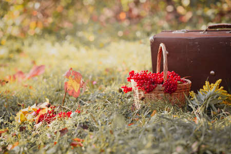 Red viburnum berries in a basket on the background of a vintage suitcase in the grass.の写真素材