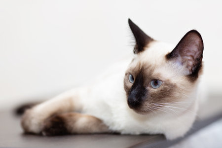 The Thai cats portets, which lies on a dark wooden table. Close-up, selective focus, blurry light...