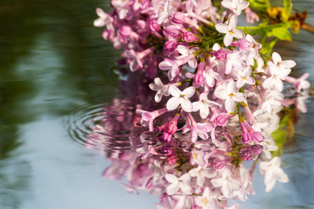 A lilac flower with water drops touches the surface of the water. The ripples and the reflection of the leaves, close-up, selective focusの写真素材
