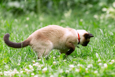 A white cat walks through the garden among the young green grass. Thai cat in a collar on the lawn raised its front paw and looks upの写真素材