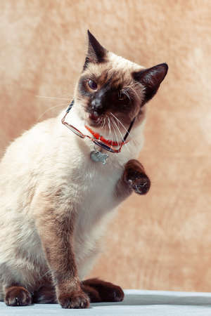 Funny Thai cat wearing special cat glasses for sun protection. Cat sitting quietly on a neutral beige background, close-up, selective focusの写真素材