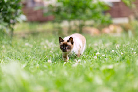 A white cat walks through the garden among the young green grass. Thai cat in a collar on the lawn raised its front paw and looks upの写真素材