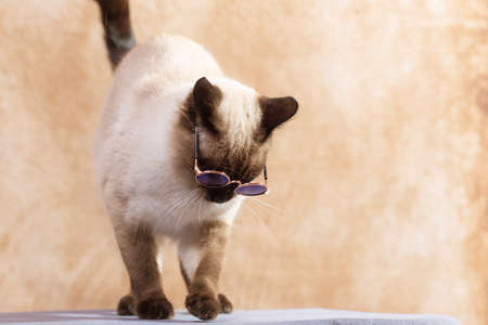 Funny Thai cat wearing special cat glasses for sun protection.の写真素材