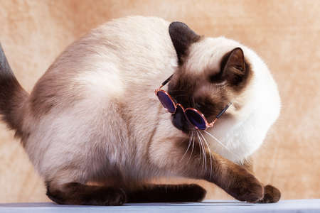 Funny Thai cat wearing special cat glasses for sun protection.の写真素材