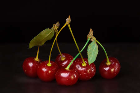 Six berries of a ripe red cherry are connected by a petiole in pairs.の写真素材
