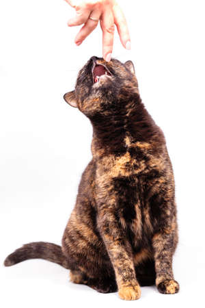 A mottled tortoiseshell cat sniffs the female hand of its owner.の写真素材