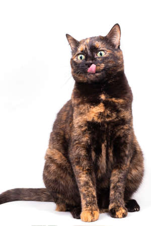 A mottled tortoiseshell cat sits and licks its pink tongue.の写真素材