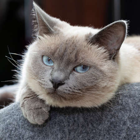 A Thai cat with blue eyes is resting in its bench.の写真素材