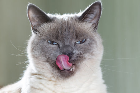 Portrait of a Thai cat with blue eyes and expressive eyes.