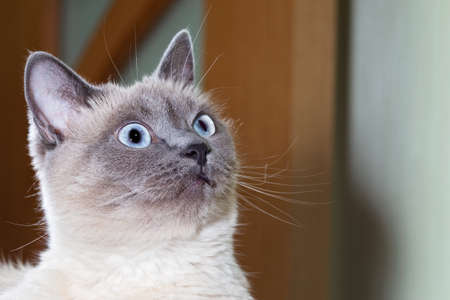Portrait of a Thai cat with blue eyes and expressive eyes. Close-up, selective focusの写真素材