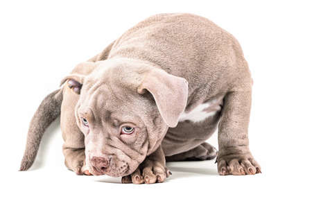 A liliac American bully puppy sits quietly and looks away.の写真素材