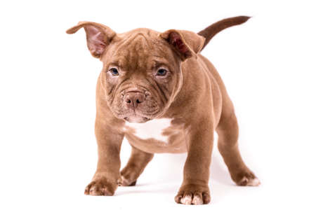 A brown American bully puppy sits quietly and looks straight aheadの写真素材