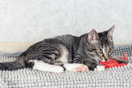 Funny gray striped kitten playing with a toy made of feathers.の写真素材