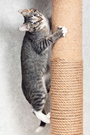 A striped mongrel kitten climbs a pole with a jute ropeの写真素材