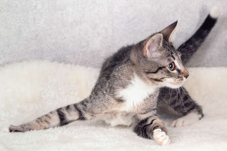 A striped mongrel kitten lies at home on a gray mat.