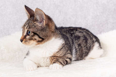 A striped mongrel kitten is lying on a white fur bedの写真素材