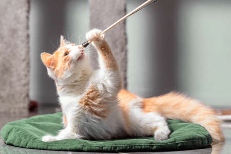 A fluffy red and white cat is lying on the mat and playing with a toy on a stick.の写真素材