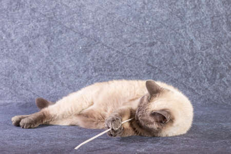 The bright cat of the Thai breed plays with a paper stick. Gray-blue background, close-upの写真素材