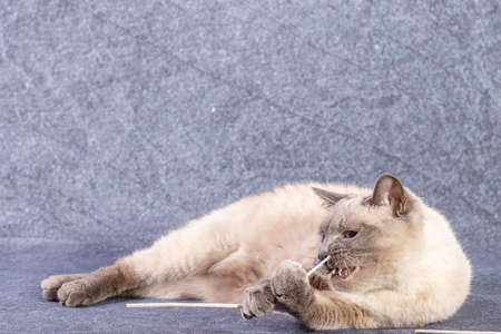 The bright cat of the Thai breed plays with a paper stick. Gray-blue background, close-upの写真素材