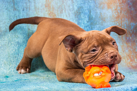 A brown American bully puppy plays with an orange rubber toy.の写真素材