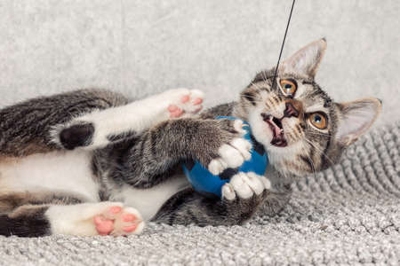A striped mongrel kitten plays with a blue small ball.