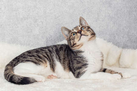 A striped mongrel kitten is lying on a white fur bedの写真素材