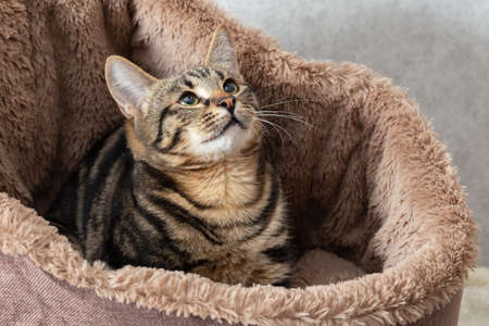 A mongrel striped cat is sitting in a special bed made of artificial fur. The cat looks up carefully, close-upの写真素材
