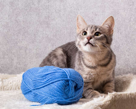 A mongrel striped cat sits next to a ball of blue wool. Home clean cat on a gray background,...