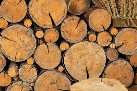 The background consists of round cross-cut trees of large diameter. The cuts of different sizes are yellow, illuminated evenlyの写真素材