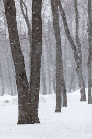 Trees in the park in winter during heavy snowfallの写真素材