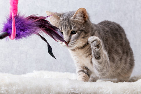 A gray striped kitten is playing with a toy made of purple feathersの写真素材