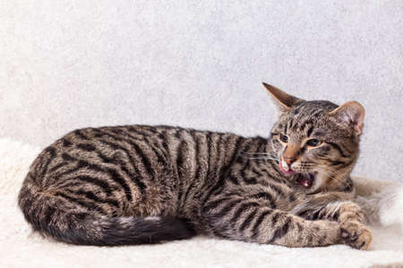 A mongrel striped cat lies on a mattress made of artificial fur, turned around and licks his lips with his mouth wide open.の写真素材