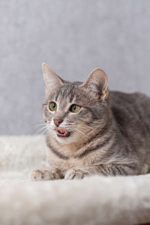 A mongrel striped cat is lying on his couch and licking his lips.の写真素材