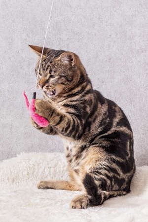 A kitten with black streaks on its fur sits funny on its hind legs and catches a toy with its front pawsの写真素材