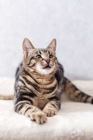 A kitten with black streaks on its fur lies on its couch and follows the toy out of the frame with its eyesの写真素材