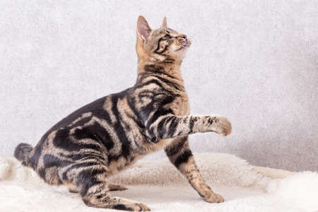 A kitten with a beautiful black pattern on its back looks at the toy off-screen and reaches for itの写真素材