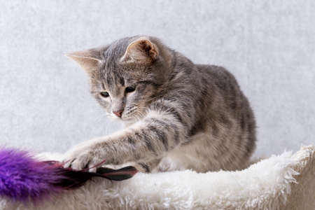 A gray striped kitten is playing with a toy made of purple feathersの写真素材