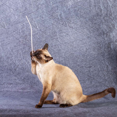 The bright cat of the Thai breed plays with a paper stick.の写真素材