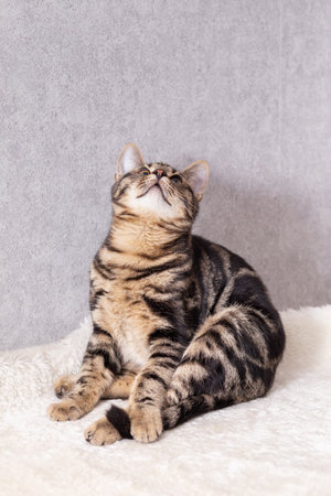 A kitten with black streaks on its fur sits funny and follows the toy out of the frame with its eyesの写真素材