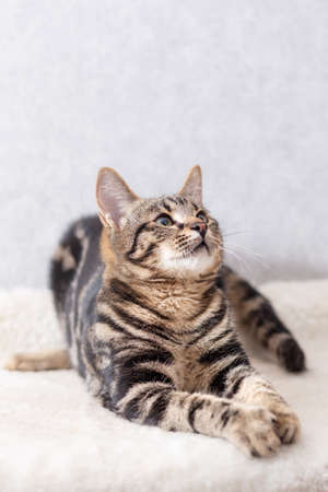 A kitten with black streaks on its fur lies on its couch and follows the toy out of the frame with its eyesの写真素材