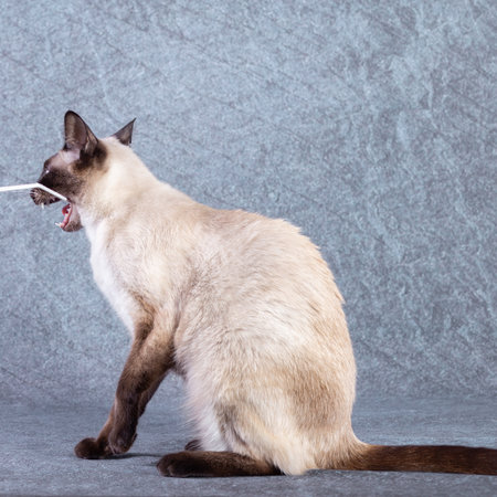 The bright cat of the Thai breed plays with a paper stick.の写真素材