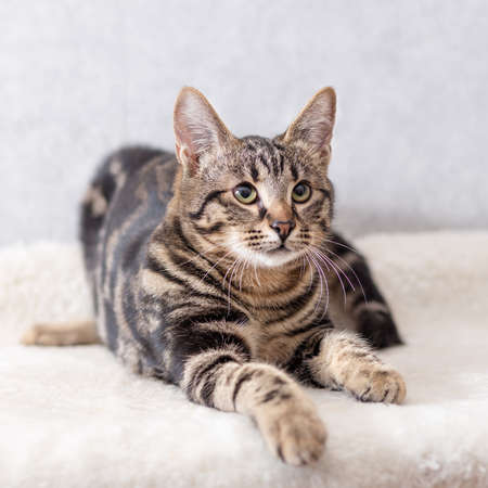 A kitten with black streaks on its fur lies on its couch and follows the toy out of the frame with its eyesの写真素材